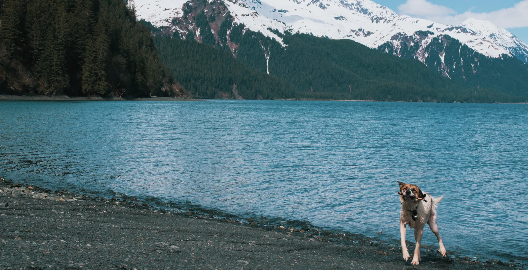 A dog running along a lake shore below forested, snowy mountains